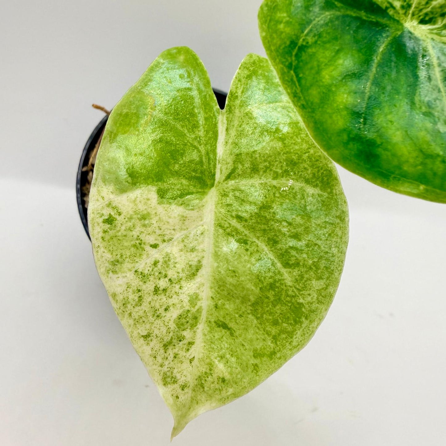 Alocasia Epilithica Marble Variegata