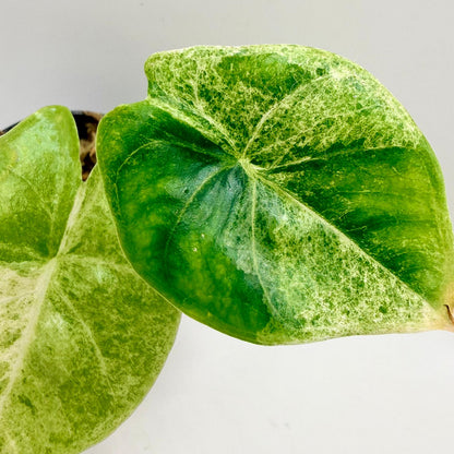 Alocasia Epilithica Marble Variegata