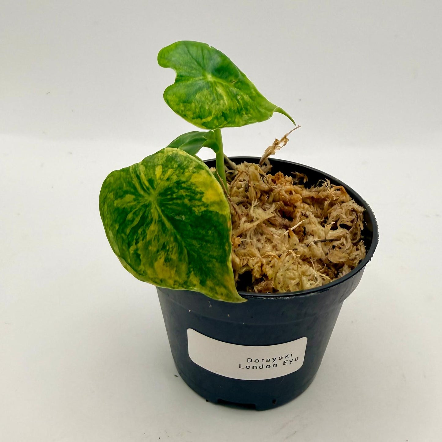 Alocasia Frydek Dorayaki - London Eye - Aurea Variegata