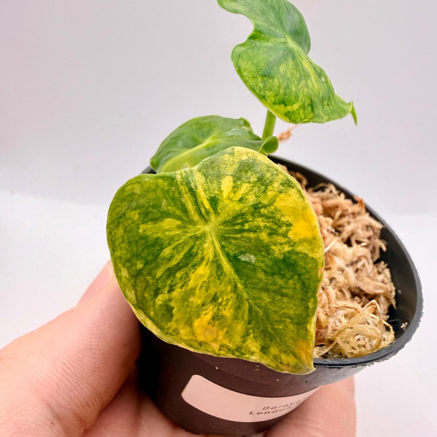 Alocasia Frydek Dorayaki - London Eye - Aurea Variegata