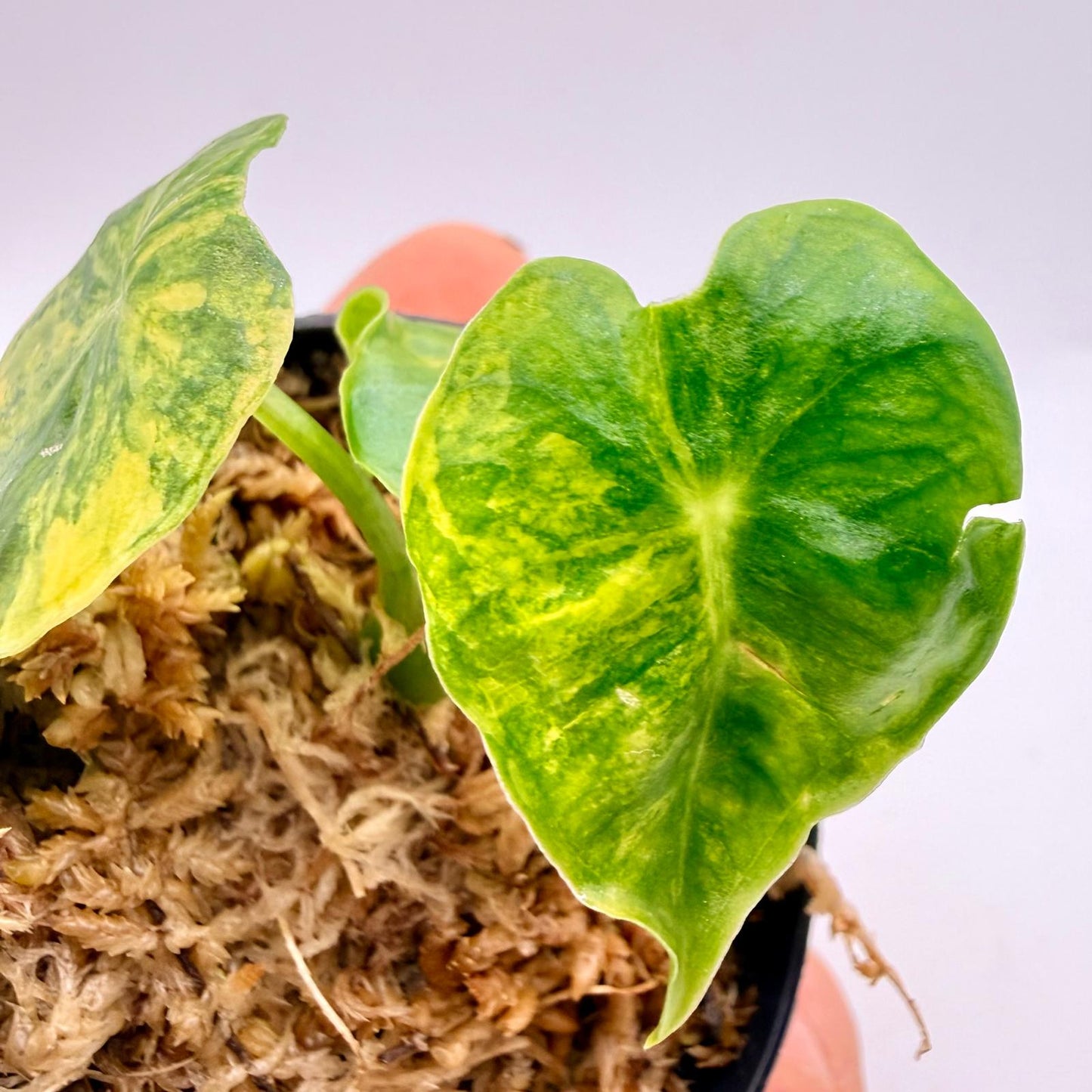 Alocasia Frydek Dorayaki - London Eye - Aurea Variegata