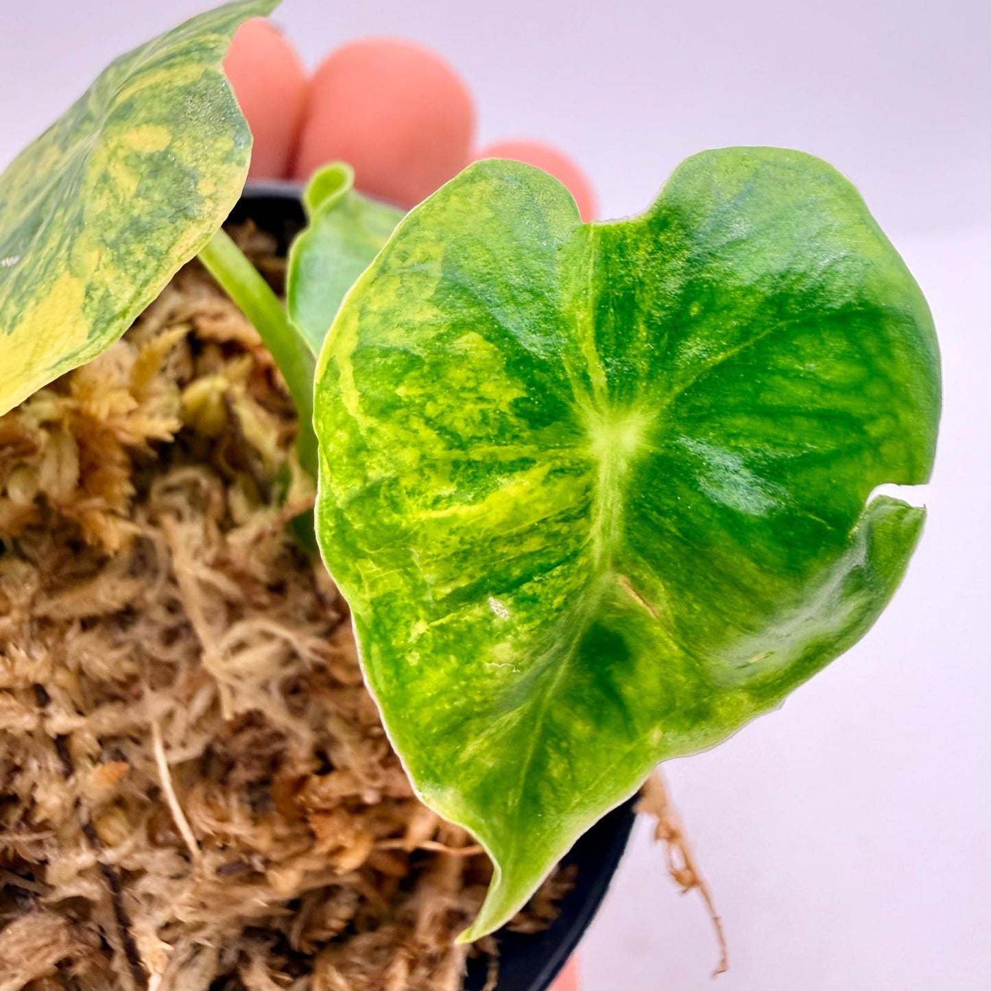Alocasia Frydek Dorayaki - London Eye - Aurea Variegata