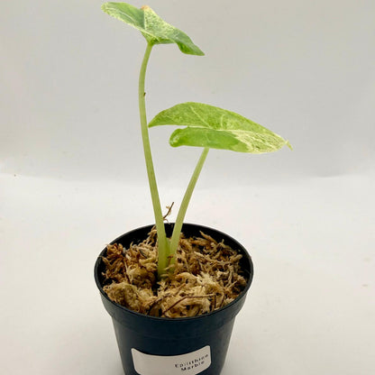 Alocasia Epilithica Marble Variegata
