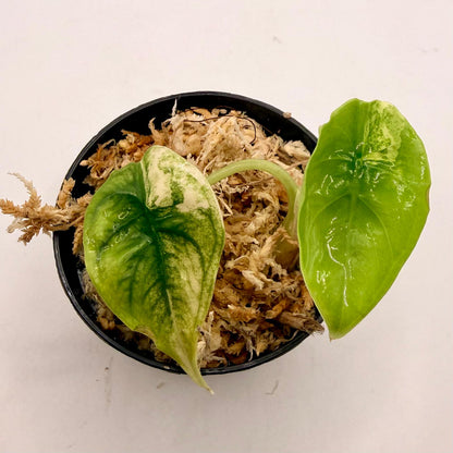 Alocasia Venusta Aurea Variegata