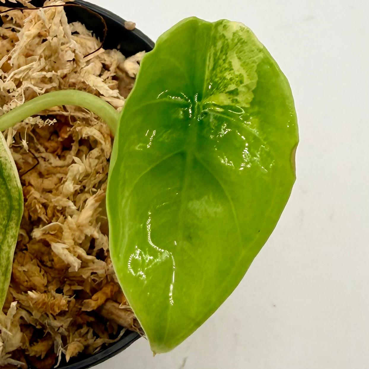 Alocasia Venusta Aurea Variegata