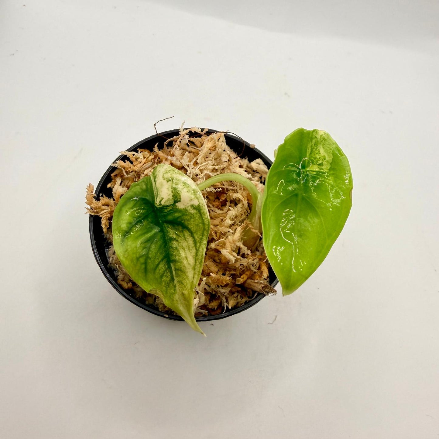 Alocasia Venusta Aurea Variegata