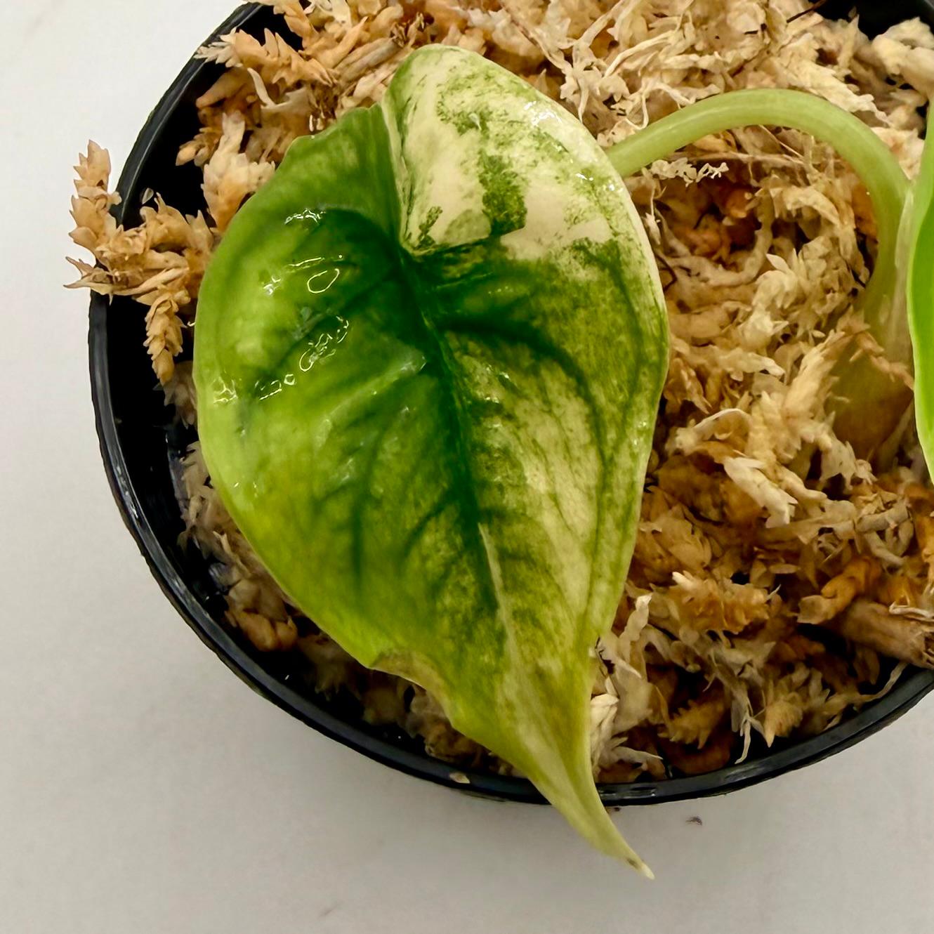 Alocasia Venusta Aurea Variegata