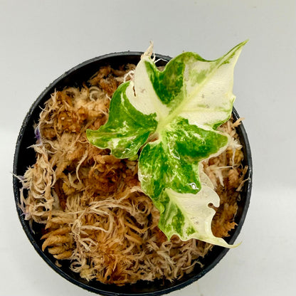 Alocasia Brancifolia Albo Variegata