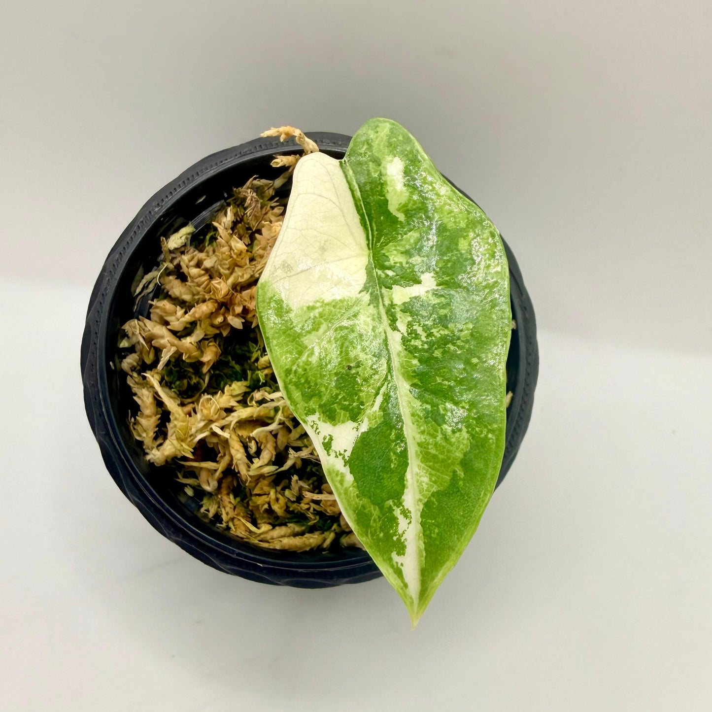 Alocasia Platinum Albo Variegata