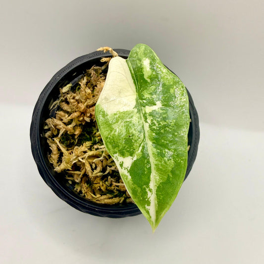 Alocasia Platinum Albo Variegata