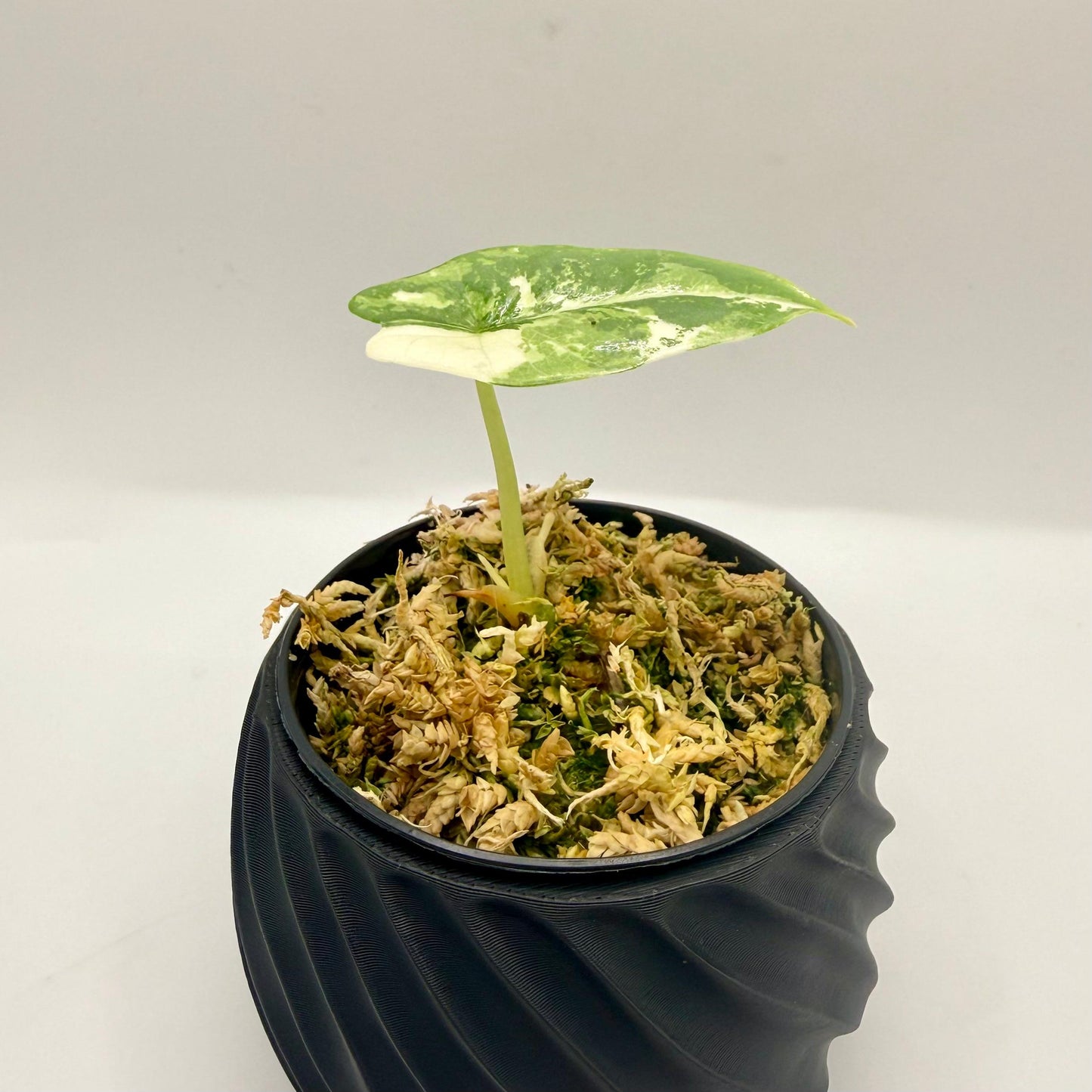 Alocasia Platinum Albo Variegata – Luna's Plants
