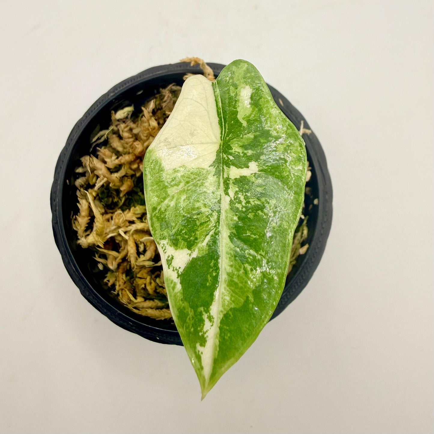 Alocasia Platinum Albo Variegata