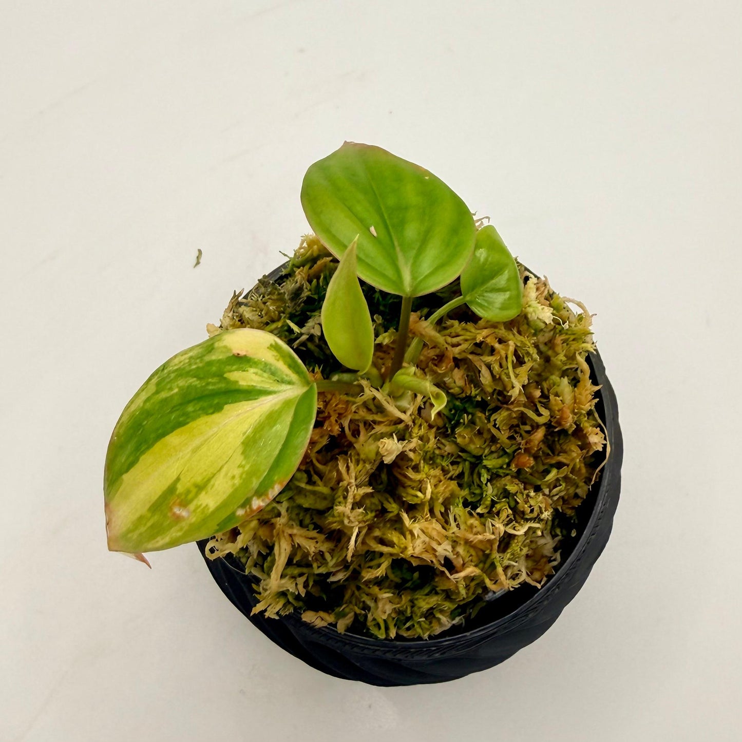 Philodendron Micans Pink/Aurea/Albo Variegated