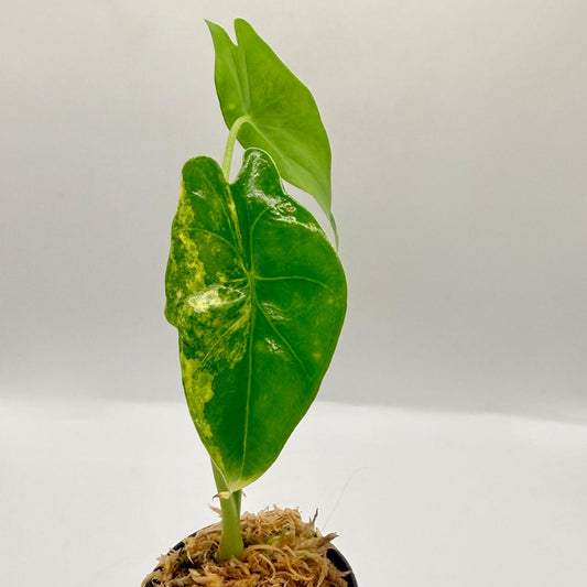 Alocasia Epilithica Aurea Variegata