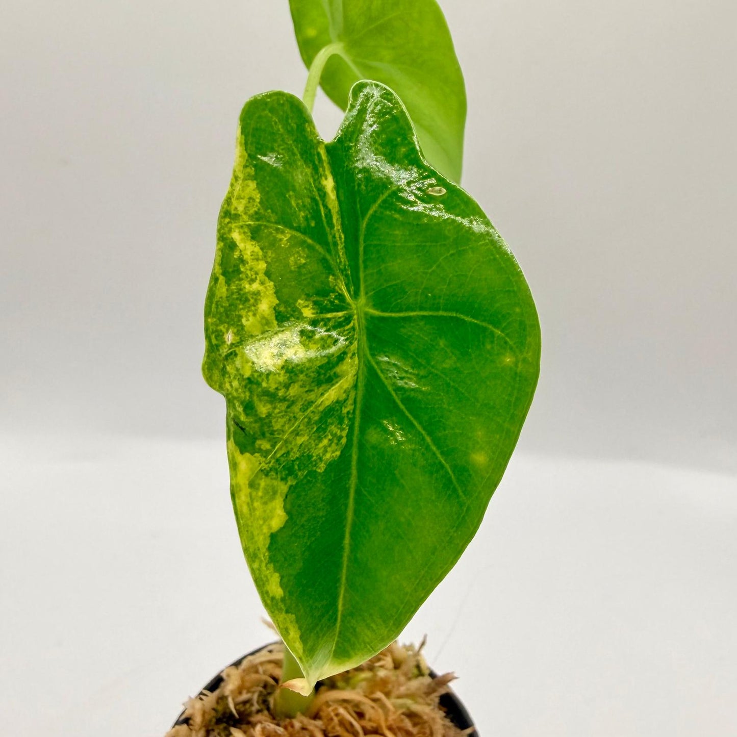 Alocasia Epilithica Aurea Variegata