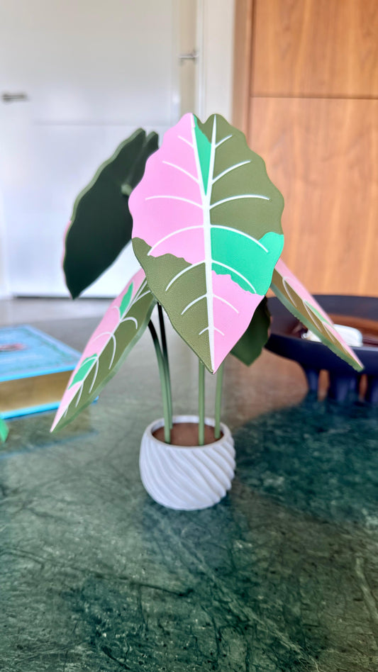 Alocasia Chantrieri Coaster Set — Pink