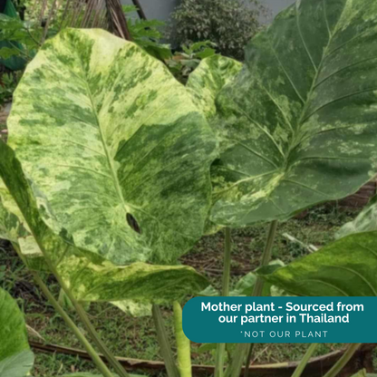 Alocasia Odora "from Angkhang"