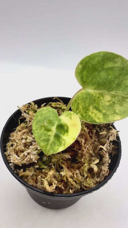 Anthurium Papillilaminum  x  Magnificum Variegata