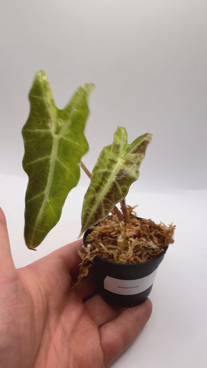 Alocasia Amazonica Aurea Variegata