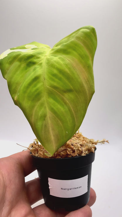 Philodendron Nangaritense Albo Variegated