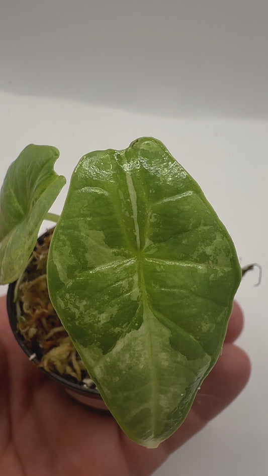 Alocasia Platinum Albo Variegata