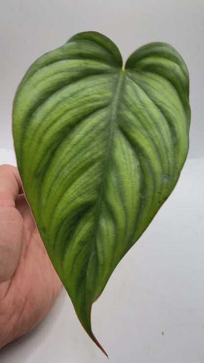 Philodendron SP Colombia