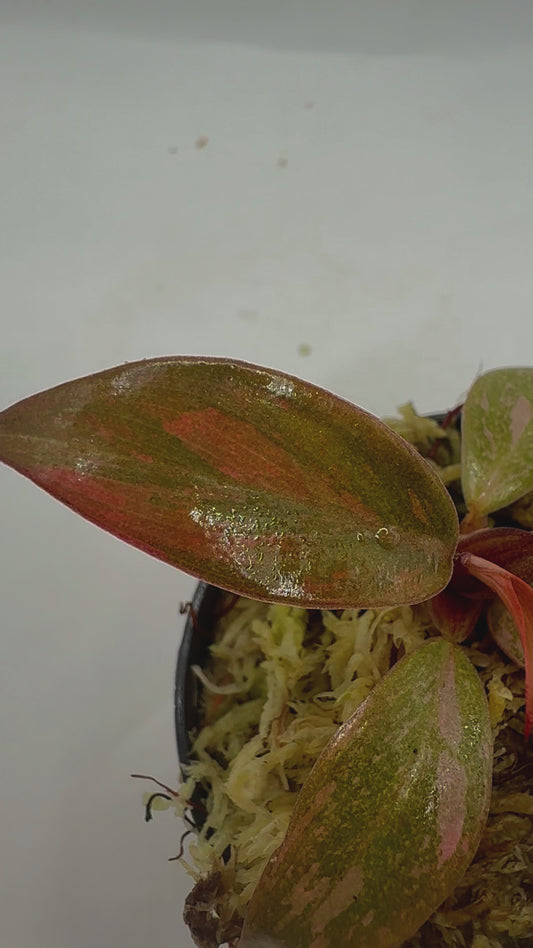 Philodendron Orange Princess Variegated