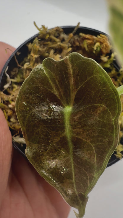 Alocasia Sedenii Aurea Variegata