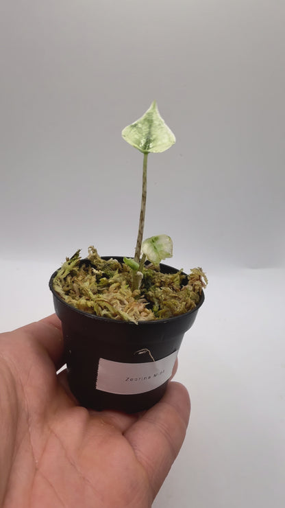 Alocasia Zebrina Mint Variegata