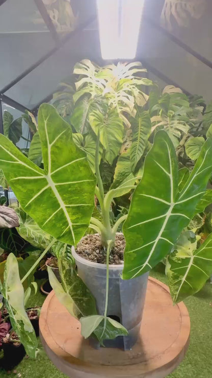 Plant Support Clips – Butterfly & Dragonfly