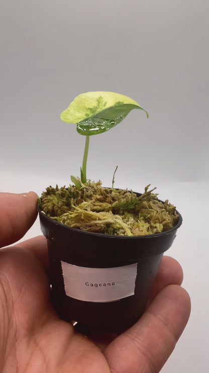 Alocasia Gageana Aurea Variegata